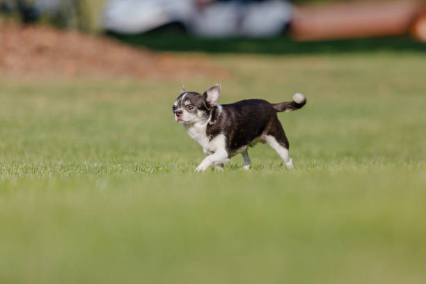 istock Cute chihuahua dog on green grass 1412823267