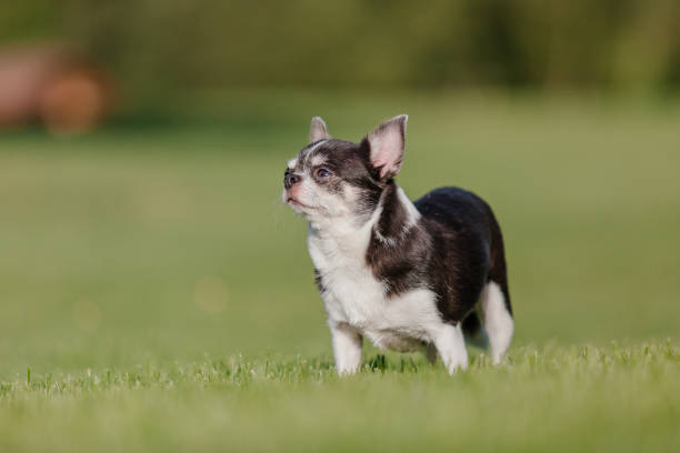 istock Cute chihuahua dog on green grass 1412823304