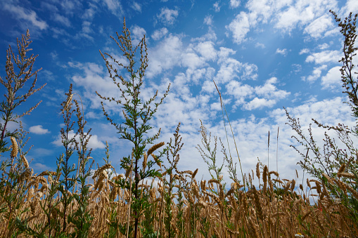 Low angle view of ripe oat crops in field ready for harvest, selective focus