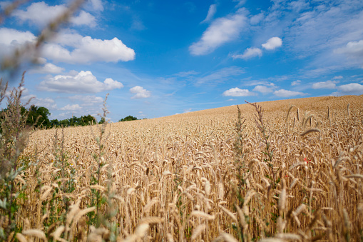Crop plant. Agricultural field with blue sky above. Summer and ripe wheat