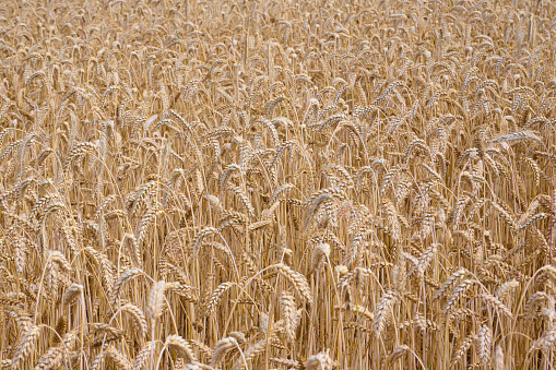 Barley field in spring time