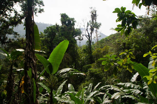 колумбия - tropical rainforest tropical climate waterfall landscape стоковые фото и изображения