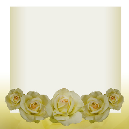 five yellow rose flowers placed on a yellow square frame on white and yellow background, blur yellow rose flowers background, nature, gift, valentine, love, modern