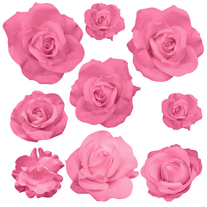 fresh nine pink rose flowers on white background, nature, valentine, decor, love, object