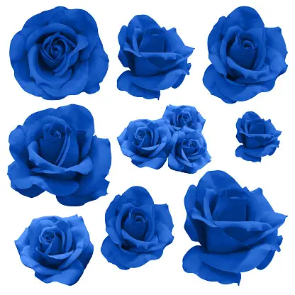 30,000+ Blue Rose Flower Pictures | Download Free Images On Unsplash