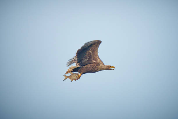 海のワシ(ハリアイエトス・アルビシラ)、魚を捕まえる - white tailed eagle sea eagle eagle sea ストックフォトと画像