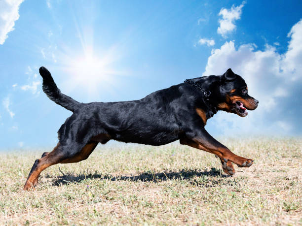 istock training of agility 1412829851