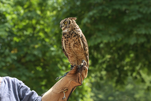 Owl sitting on the leather glove of a female falconer against a green nature background, hunting bird during training, copy space, selected focus