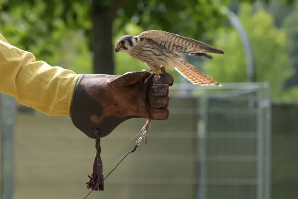 Photo of Falcon on the leather glove of a falconer, such birds are trained for hunting, copy space