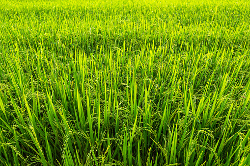 Rice field green grass with field cornfield or in Asia country agriculture harvest with daylight texture background.
