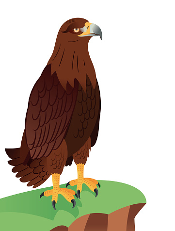 Golden eagle (Aquila chrysaetos) perched , War Eagle