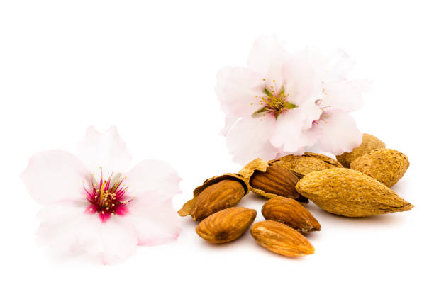 Almond flowers with nuts and nutshells on white background stock photo