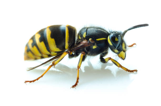 Close-up of an alive european hornet on white background stock photo