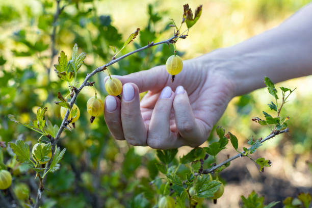 istock female hand plucks a gooseberry from a bush 1412831073