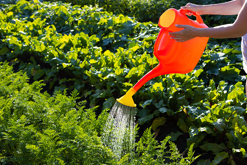 woman watering carrots from a watering can in the garden. High quality photo