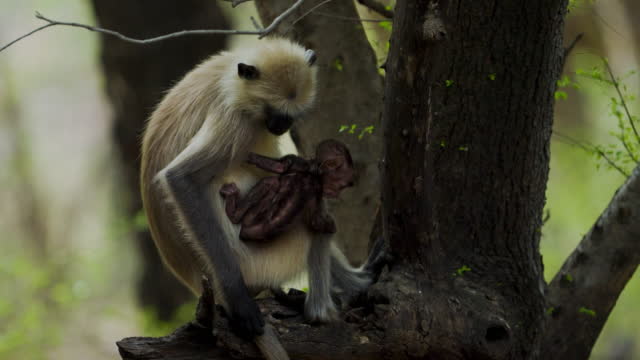 Grey Langur or Hanuman Langur in the forests of western India