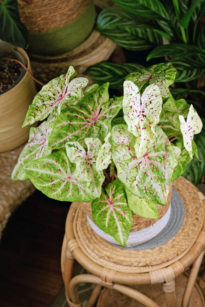 istock Exotic 'Caladium Miss Muffet' houseplant 1412834070