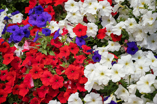 Flower carpet of three colors of petunias - red, blue, white. Close-up. Bright petunias grow in the garden in a flower bed. Summer cultivated flowers create a festive atmosphere and harmony.