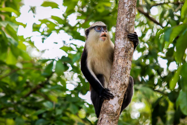 Amazing Mona monkeys in Tafi Atome Monkey Sanctuary stock photo