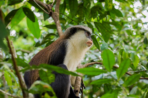 istock Amazing Mona monkeys in Tafi Atome Monkey Sanctuary 1412835205