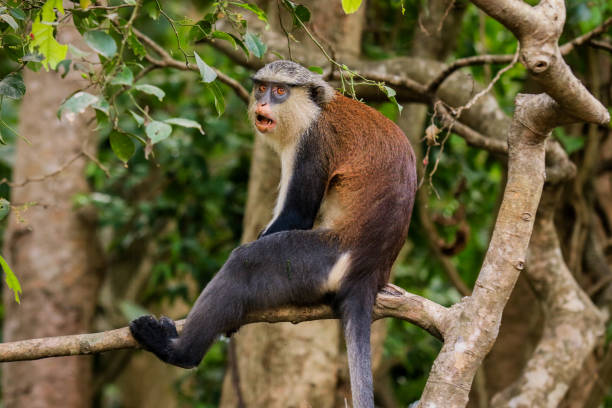 istock Amazing Mona monkeys in Tafi Atome Monkey Sanctuary 1412835315