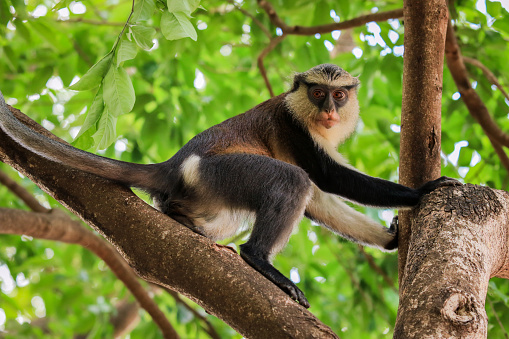 Increíbles monos Mona en Tafi Atome Monkey Sanctuary photo