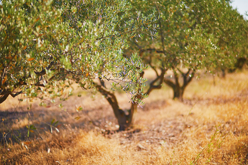 Olive trees in the middle of July in Provence, South France