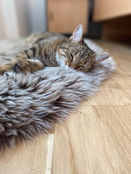 istock Sweet cat on a fluffy carpet 1412838422