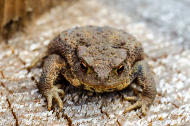 il rospo comune, rospo europeo, o nelle parti anglofone d'europa, semplicemente il rospo (bufo bufo, dal latino bufo rospo), è una rana che si trova in gran parte dell'europa - common toad foto e immagini stock