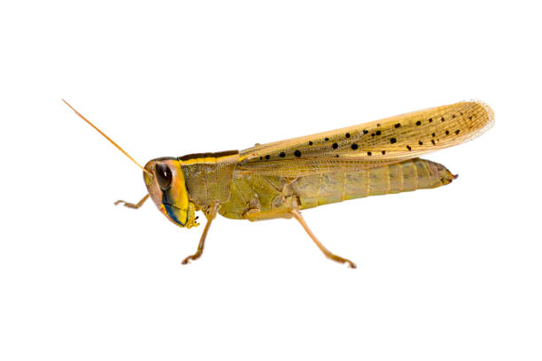 istock Grasshopper insects isolated on white background 1412839398