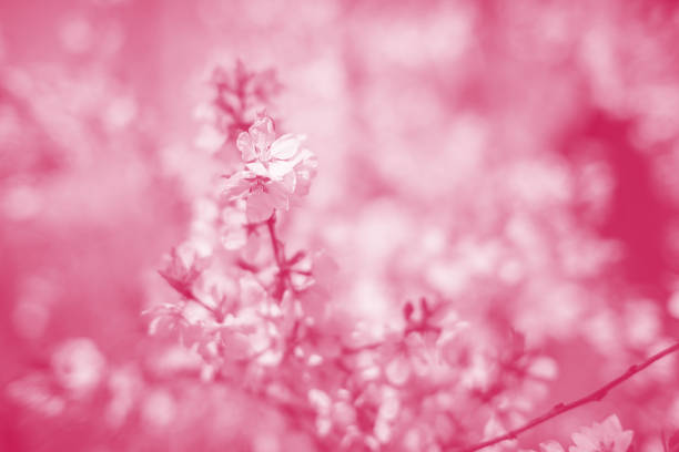 istock Cherry blossoms. Color toned. 1412839770