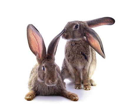 Two gray rabbits isolated on a white background.
