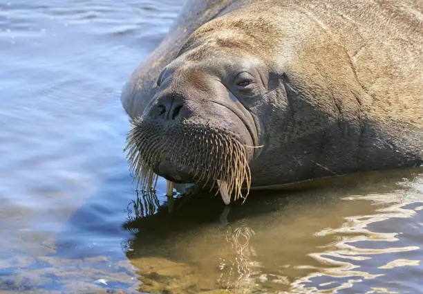 Female walrus known as "Freya" probably left Svalbard alone in 2019 and stayed in Oslo for a periode July 2022. She is approximately 5 years old. Here she is in very shallow waters relaxing and looking for food.