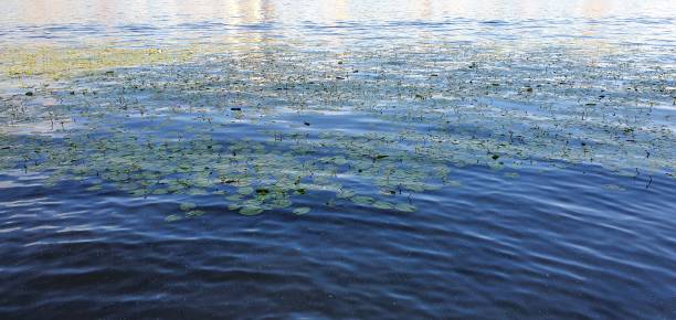 istock Water lilies blooming in the Khimki canal 1412842146