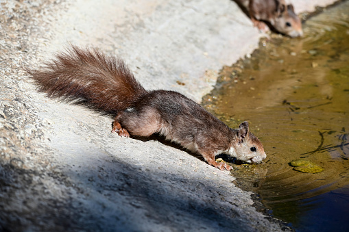 The red squirrel, or simply common squirrel, drinking water at breeding time.