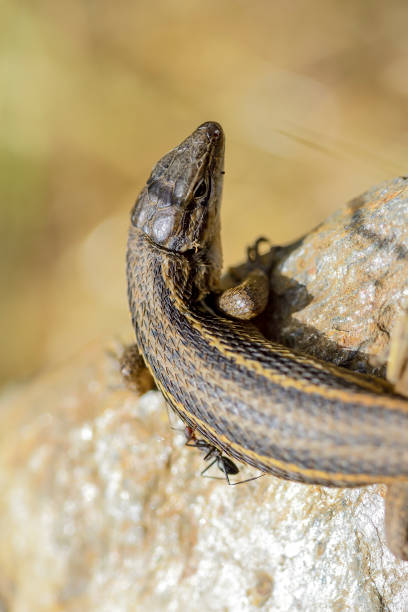 Psammodromus algirus or long-tailed lizard - is a member of the Lacertidae family. Psammodromus algirus or long-tailed lizard - is a member of the Lacertidae family. long tailed lizard stock pictures, royalty-free photos & images