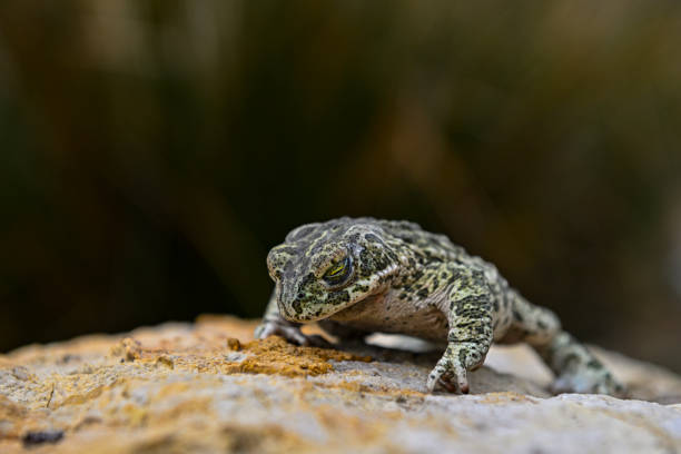 istock Common toad or European toad, a species of frog in the Bufonidae. 1412844073