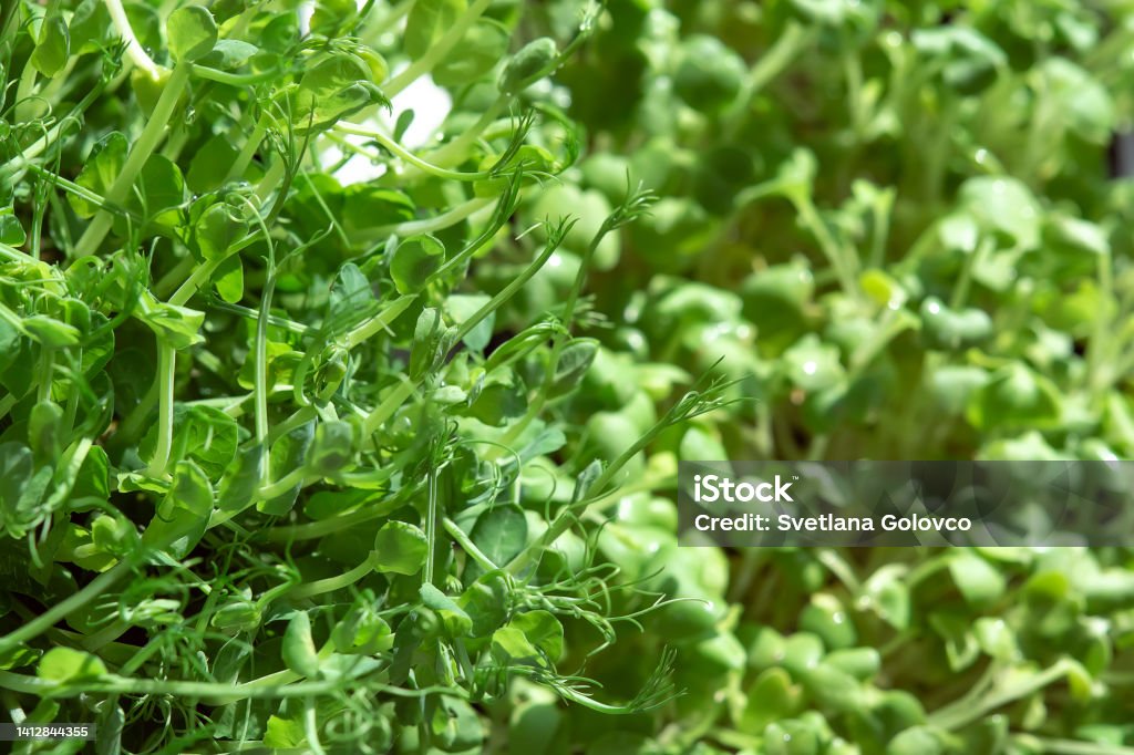 Different types of microgreens close-up top view. Seed sprouts are green. Eco vegan healthy lifestyle bio banner. Green natural background texture. Vitamins Amino Acids Benefits Of Organic Superfood. Agriculture Stock Photo
