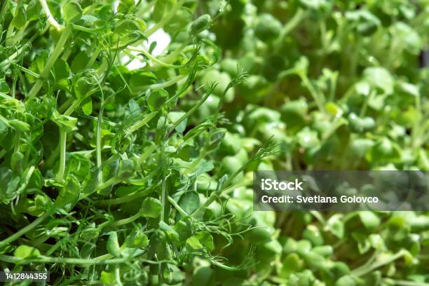 Different Types Of Microgreens Closeup Top View Seed Sprouts Are Green Eco Vegan Healthy Lifestyle Bio Banner Green Natural Background Texture Vitamins Amino Acids Benefits Of Organic Superfood Stock Photo - Download Image Now