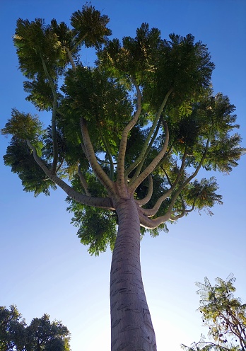 giant tree with gradient blue sky as background on a sunny day