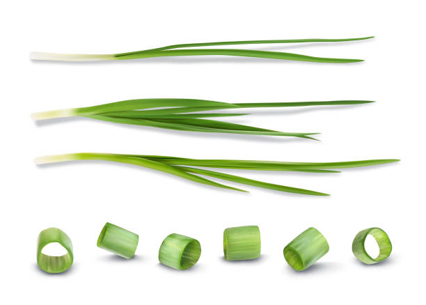 RGB Set of green onions. Vector illustration. scallion stock illustrations
