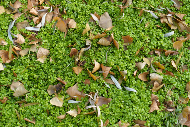 Backdrop - lush green chickweed covered with fallen leaves in mid December Backdrop - lush green chickweed covered with fallen leaves in mid December stellaria media stock pictures, royalty-free photos & images