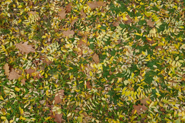 Backdrop - fallen leaves of Sophora japonica on green grass in mid November Backdrop - fallen leaves of Sophora japonica on green grass in mid November styphnolobium japonicum stock pictures, royalty-free photos & images