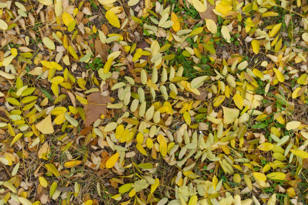 Fallen leaves of Sophora japonica on the ground in mid November Fallen leaves of Sophora japonica on the ground in mid November styphnolobium japonicum stock pictures, royalty-free photos & images