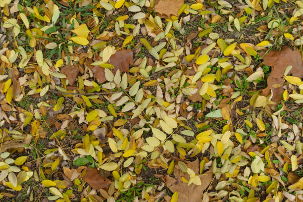 Cover of fallen leaves of Sophora japonica on the ground in mid November Cover of fallen leaves of Sophora japonica on the ground in mid November styphnolobium japonicum stock pictures, royalty-free photos & images