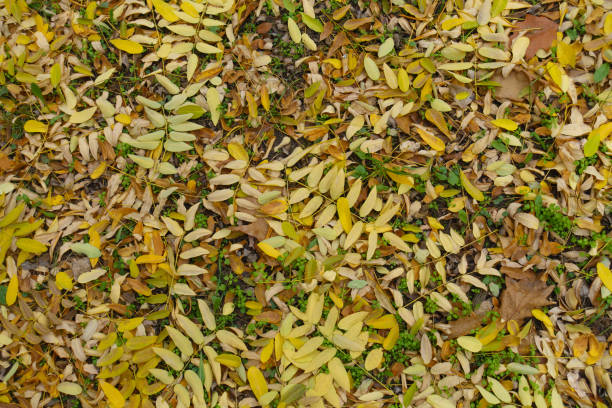Colorful fallen leaves of Sophora japonica on the ground in mid November Colorful fallen leaves of Sophora japonica on the ground in mid November styphnolobium japonicum stock pictures, royalty-free photos & images