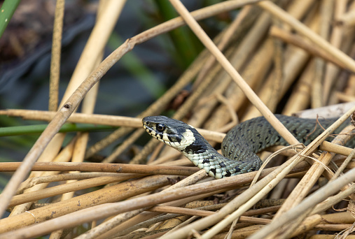 Portrait of a grass snake (Natrix natrix), ringed snake slithering on a pile of reed.