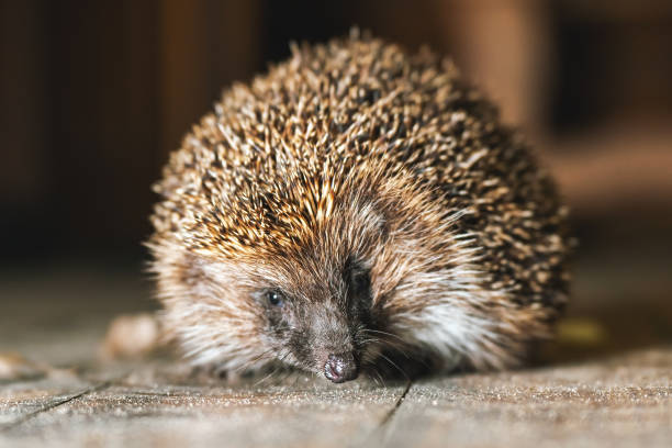 istock Young beautiful hedgehog sits on the floor 1412846784