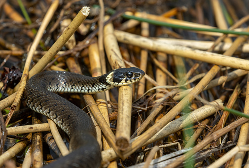 Beautiful grass snake (Natrix natrix), sometimes called the ringed snake or water snake, slithering on reed.