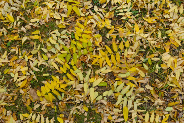 Green and yellow fallen leaves of Sophora japonica on green grass in mid November Green and yellow fallen leaves of Sophora japonica on green grass in mid November styphnolobium japonicum stock pictures, royalty-free photos & images